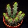 Euphorbia baioensis-art97
